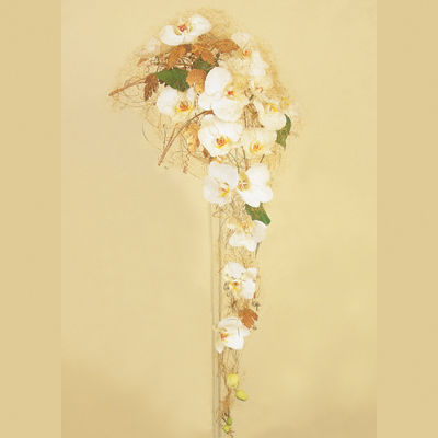 Phalaenopsis&nbsp;i&nbsp;gull[1]